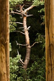 Tree climbing up in the frames by Koen Kuijk