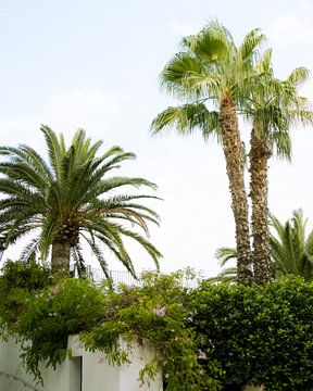 Ibiza | Palmbomen in Ibiza Town, Spanje van Amber Francis