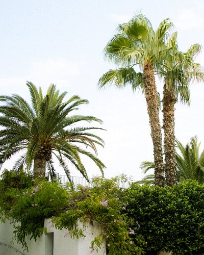 Ibiza | Palm trees in Ibiza Town, Spain