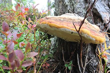 Zweden natuur paddenstoel 2 von Marieke EWA