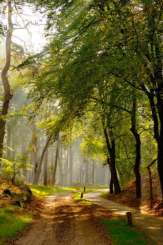 Pad door een beukenbos landschap tijdens een mistige herfstochtend
