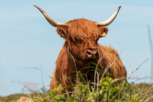 Schottischer Highlander