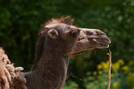 Kamel : Tierpark Blijdorp von Loek Lobel Miniaturansicht