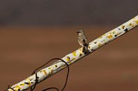 Moineau du désert sur une branche blanche | Désert de M'Hamid | Maroc | Tirage photo de voyage
