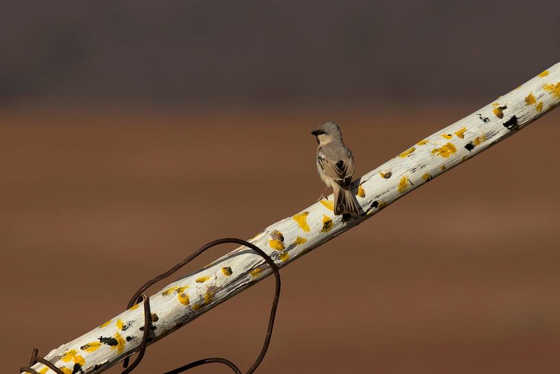 Wüstensperling auf einem weißen Zweig | M'Hamid Wüste | Marokko | Reisefotografie von Kimberley Helmendag