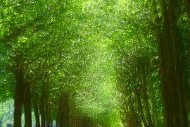 1, allée des arbres sur Miroslav Ptacek