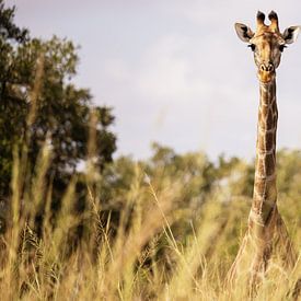 Long neck by Meleah Fotografie