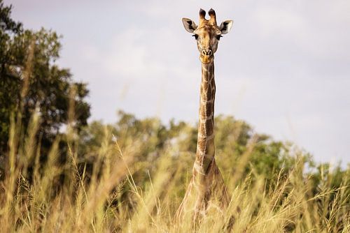 Long neck by Meleah Fotografie