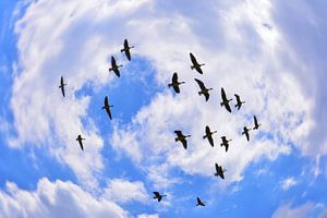 geese Flight