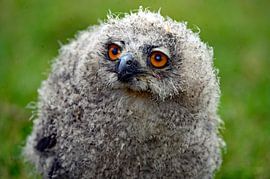 5 Weken oude Oehoe van Vrije Vlinder Fotografie