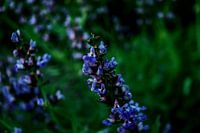 Lavendel