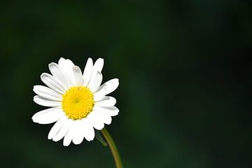 A daisy flower in the garden by Claude Laprise