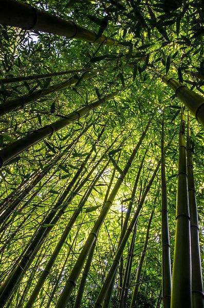 Bambus von Tanja de Boer