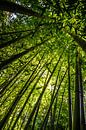 Bambus von Tanja de Boer Miniaturansicht