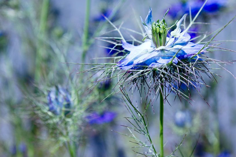 Blaue Schönheit von YVON Bilderbeek