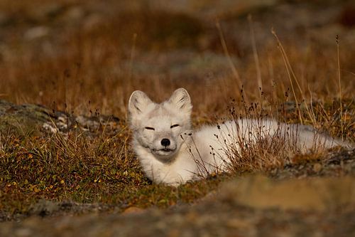 Relaxed autumn evening among polar foxes