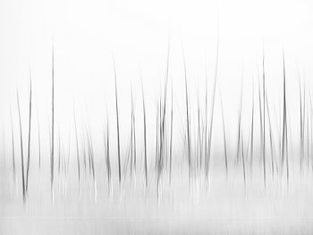 Paysage hivernal à Yellowstone