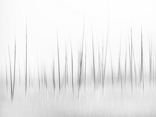 Paysage hivernal à Yellowstone