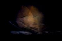 Gouden Bladeren | Abstracte Fotokunst