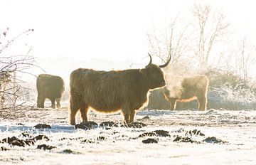 Schotse Hooglanders in winterlandschap van Ans Bastiaanssen