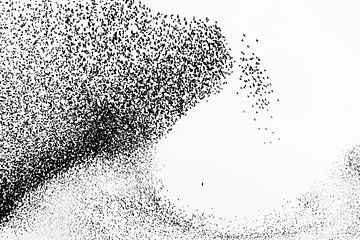 Le faucon pèlerin disperse un essaim d'étourneaux