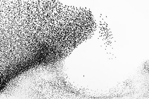 Slechtvalk drijft spreeuwenzwerm uiteen