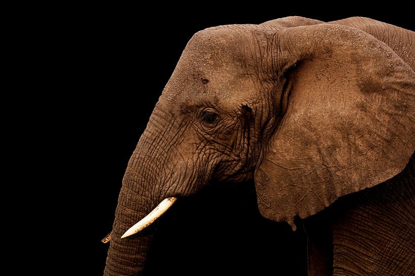 Éléphant par Antwan Janssen