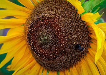 Sommer im Detail von Ilona Water