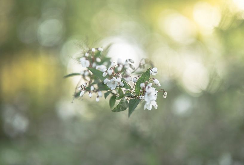 flowers part 286 by Tania Perneel