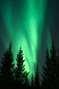 Nordlicht in einem Wald im Norden Norwegens von Henrike Schenk