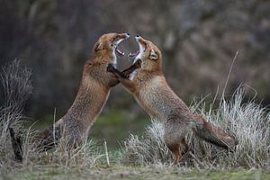 auf den Hinterpfoten... Rotfüchse *Vulpes vulpes*