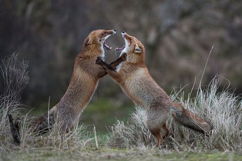 Red Foxes in fight by wunderbare Erde