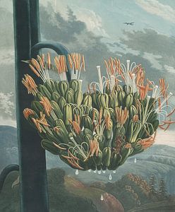 Die Aloe, Robert John Thornton