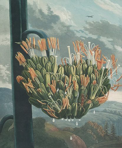 The Aloe, Robert John Thornton