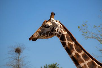 Giraffe against a blue sky by Callista de Sterke