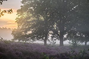 bomen op de paarse heide van Tania Perneel