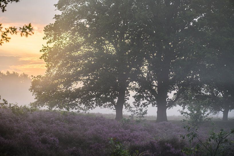 purple heather trees by Tania Perneel