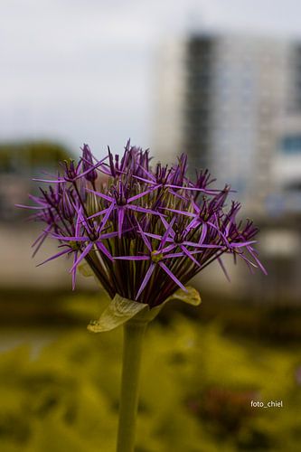 Bloem van Machiel Stierman
