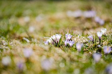 Crocus meadow in spring by Leo Schindzielorz