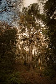 Tree bottom view by Guus van Mieghem