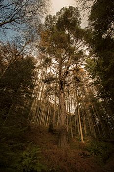 Vue du fond de l'arbre