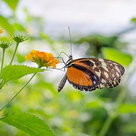 Papillon sur Gerben van den Hazel