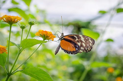 Butterfly by Gerben van den Hazel