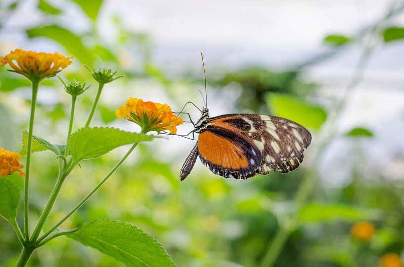 Butterfly by Gerben van den Hazel