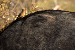 African Buffalo van Jasper van der Meij