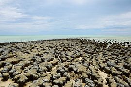 Prähistorisches Leben von Frank's Awesome Travels