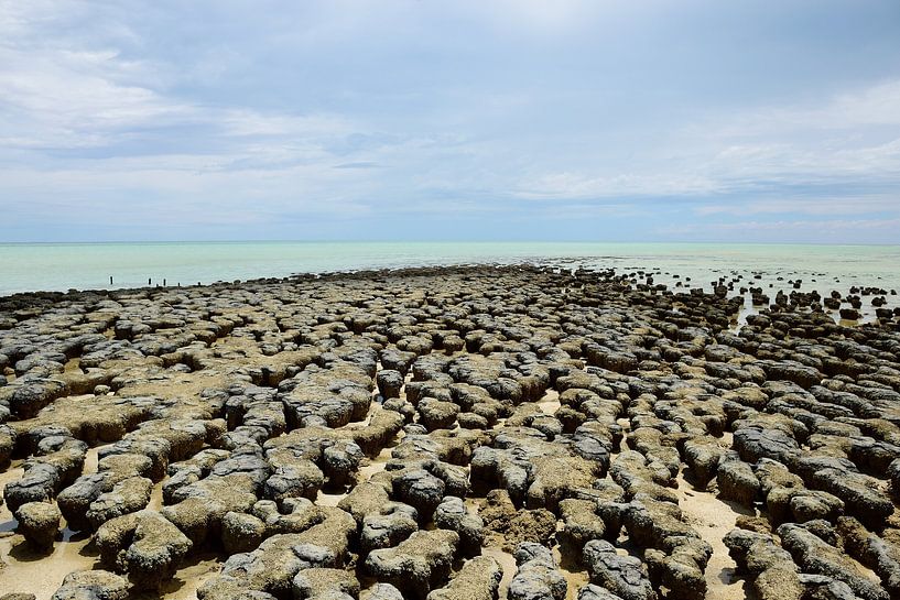 La vie préhistorique par Frank's Awesome Travels