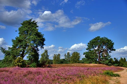 Westruper Heide 4