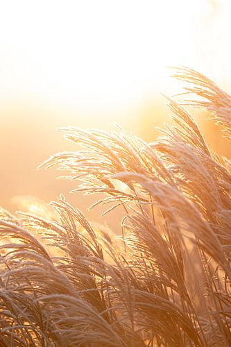 Riet Pluizend in Gouden Ochtendlicht
