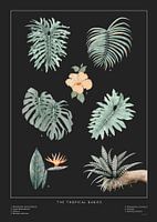 Tropical Babies